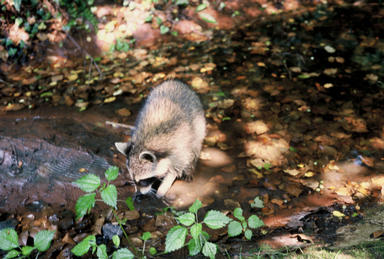 Picture shows raccoon in frog pond.